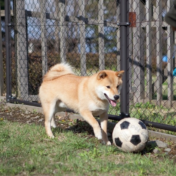 Marutaro ワンワンサッカー Shiba Dog 犬ばか部 Moe Pets