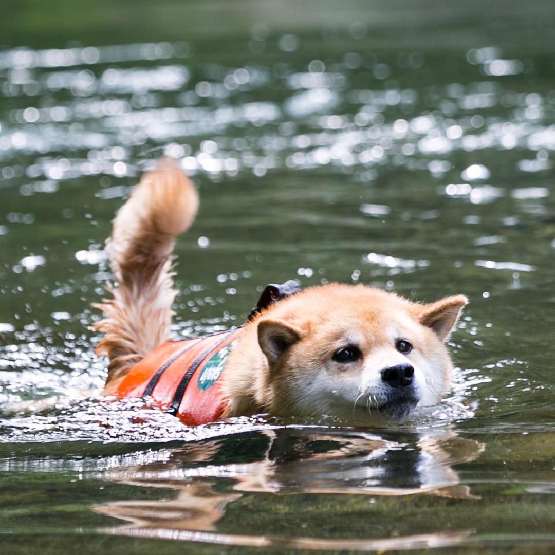 Marutaro I Have Come To Swim Like A Phelps M Phelps00 まるケルフェルプス Maruchael Phelps イキ Moe Pets