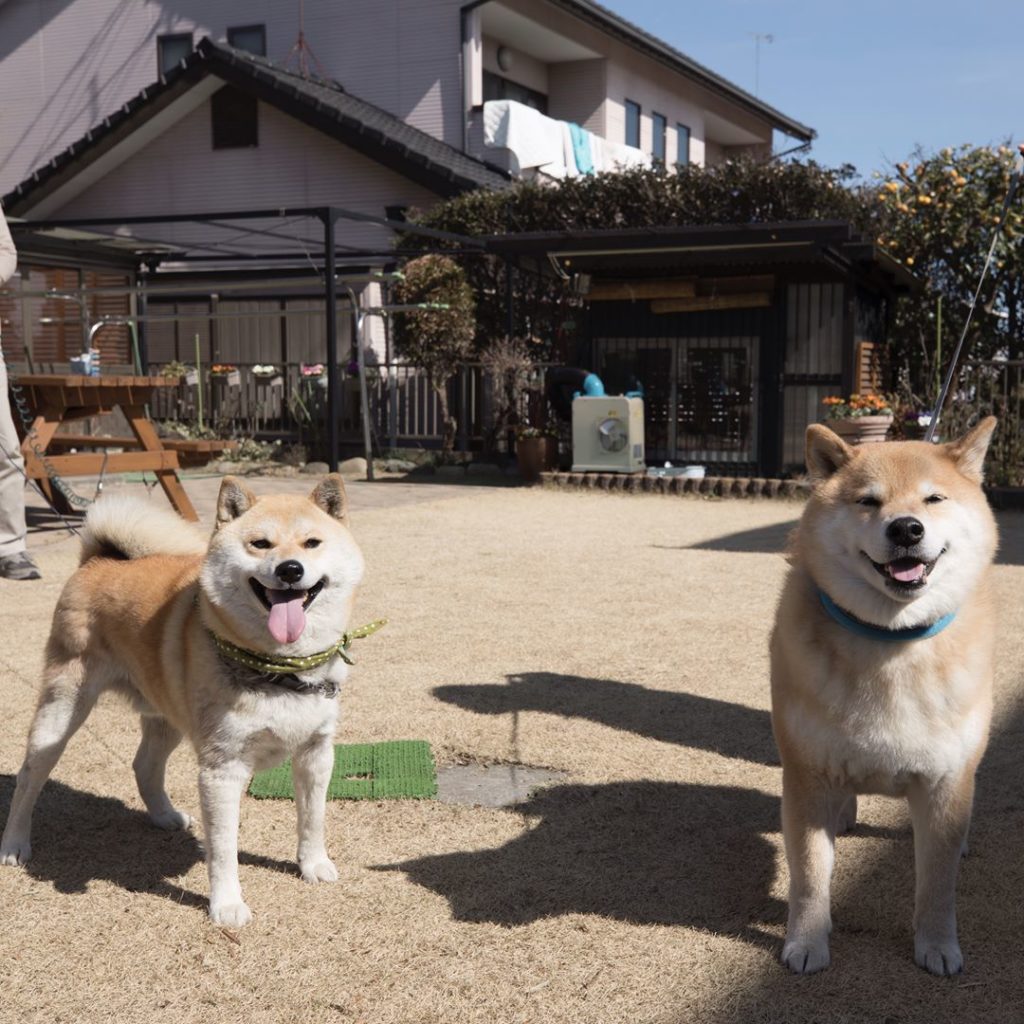 柴犬まるのそっくりさんを探す旅 Moe Pets