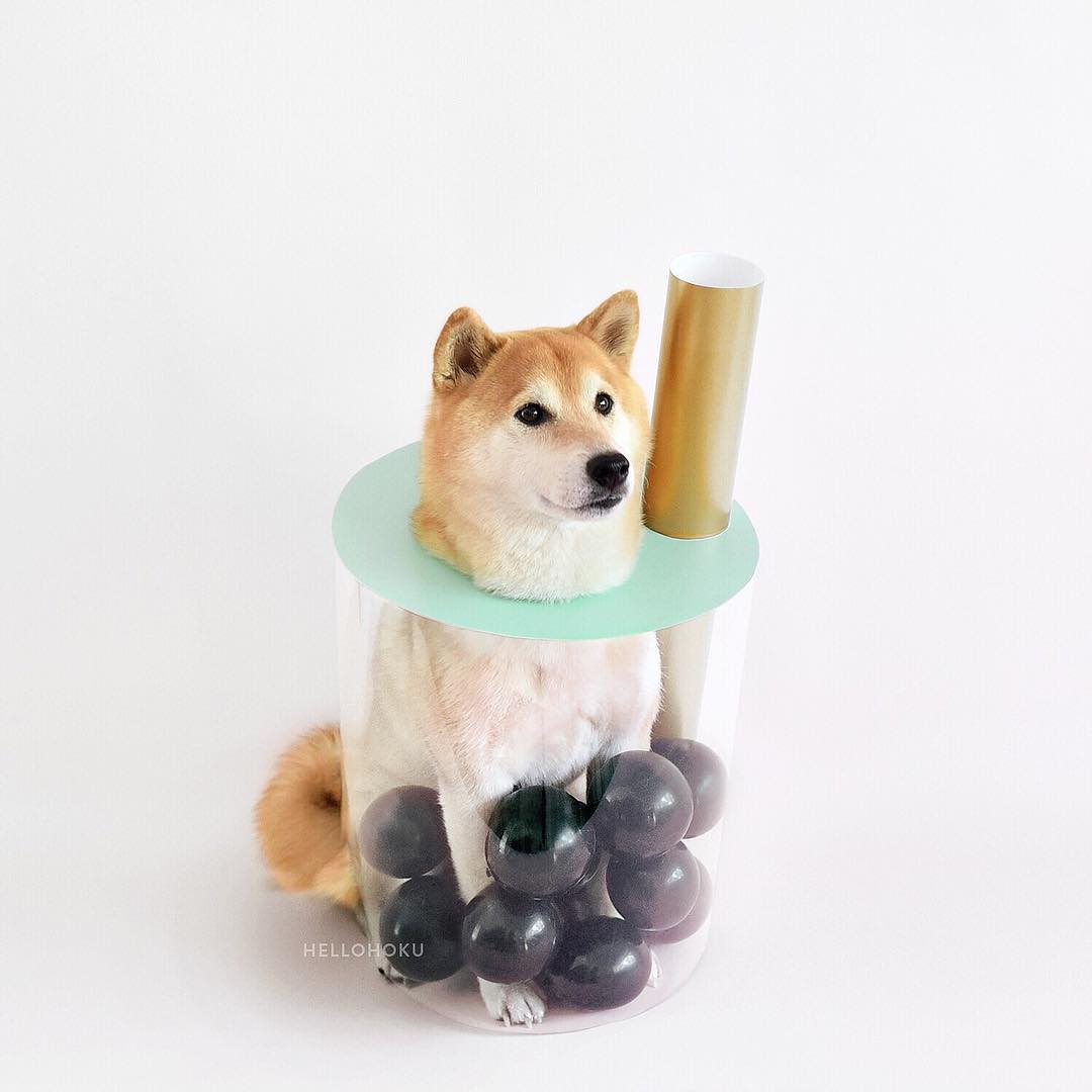 boba costume dog