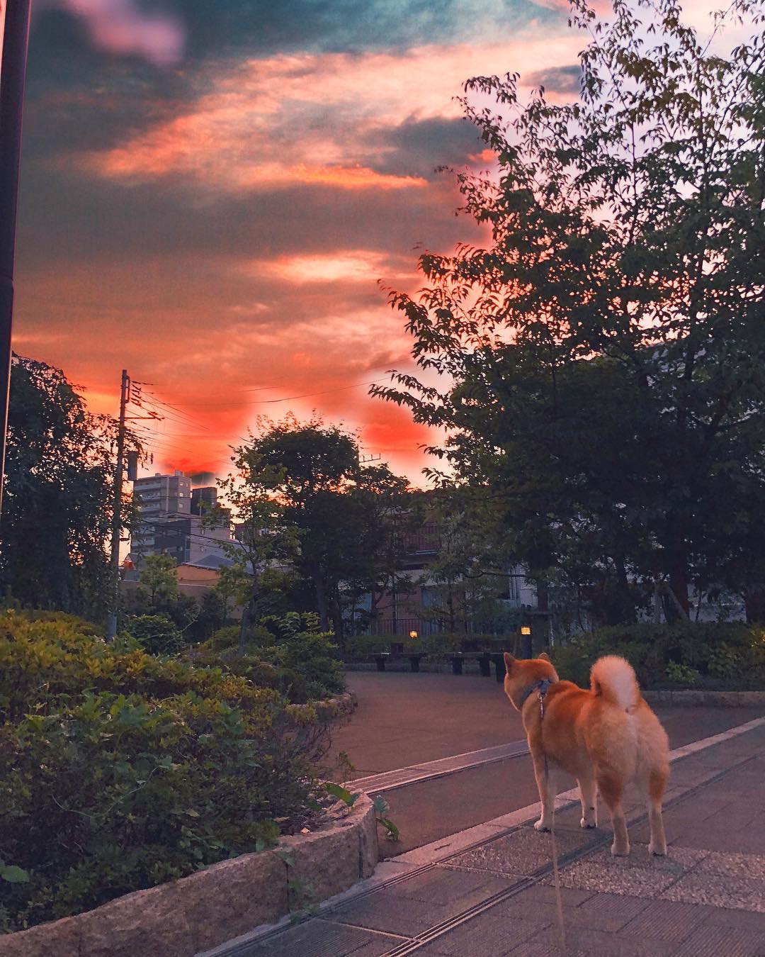 Marutaro The Sunset Tinged The Sky With A Rosy Flush 夕焼けが綺麗だね みんなも同じ空見てるんだよね 夕焼け空共有 Moe Pets