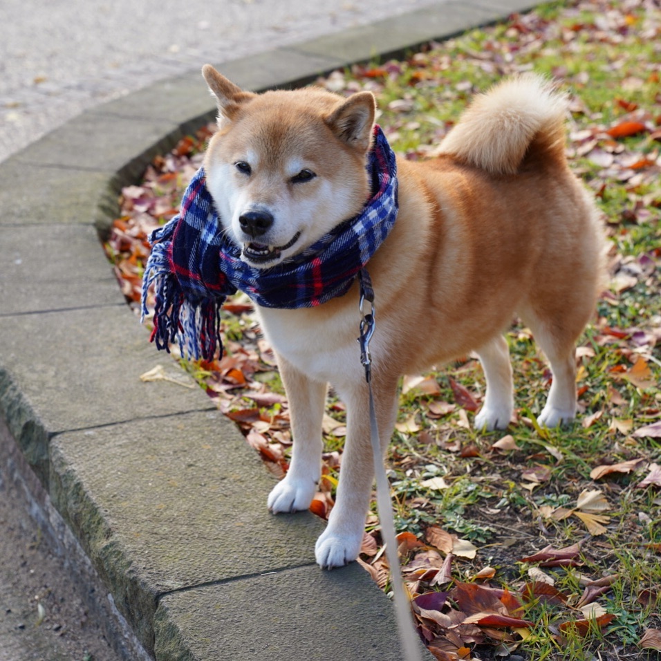 Marutaro You Definitely Need A Scarf And Gloves 金曜日おつまる 今週もよく頑張ったね T T まる Moe Pets