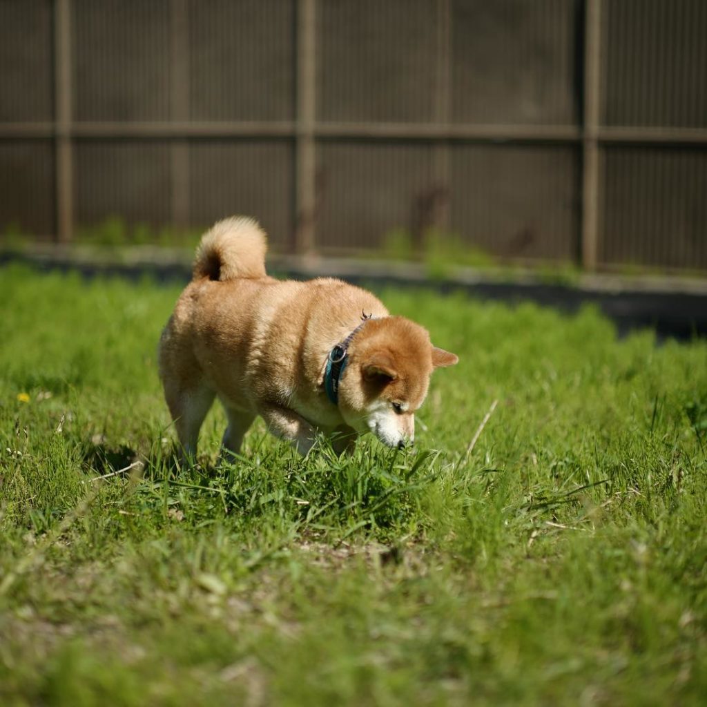 ボフッってしたい Moe Pets