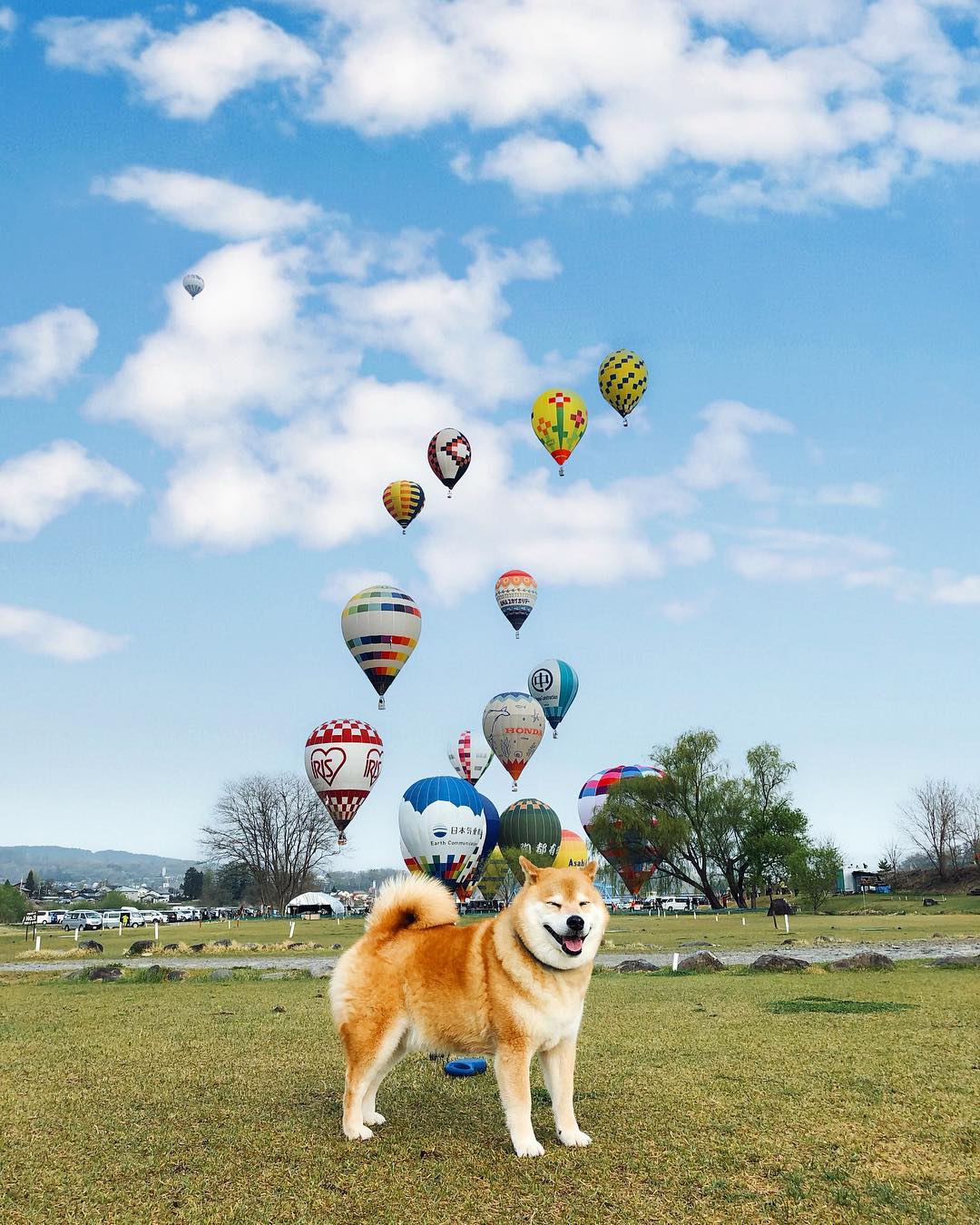 Marutaro Don T You Wish To Make A Flight In A Hot Air Balloon まるも気球に乗りたい パパが気球買いたいって言ってる Moe Pets