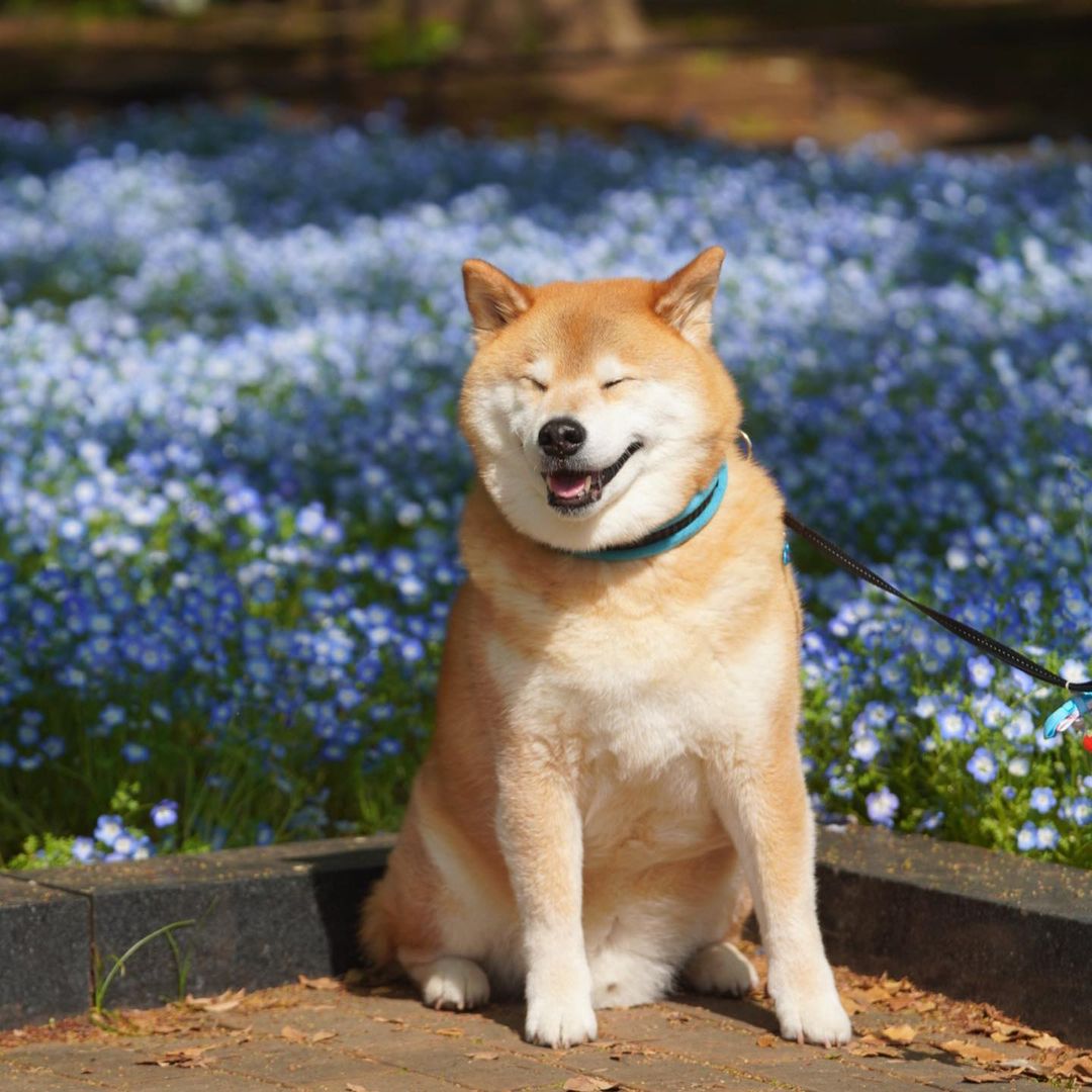 Marutaro Good Morning おはまる ネモフィラがキレイに咲いてるね ネモフィラの花言葉は どこでも成功 可憐 あなたを 許す パパを許すかどうかは Moe Pets