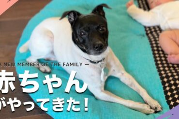 赤ちゃんと暮らし始める犬【日本テリアとの暮らし】(japanese terrier, nihon terrier)