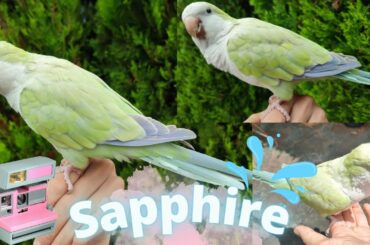 【癒しのながら動画】サファイヤのお庭遊び  Sapphire enjoys sunny day