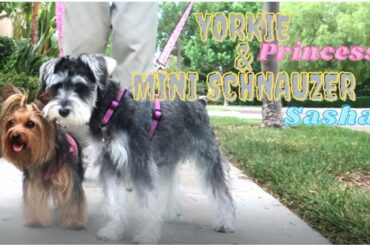 Yorkshire Terrier & Mini Schnauzer Walking | Princess & Sasha