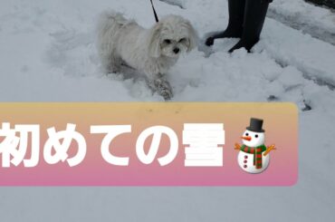 【雪】　マルシーズーくるみちゃん🐶と我が家🏘️　　　＃シーズー　＃マルチーズ　＃クリスマス　＃ホワイトクリスマス　＃積雪　＃大雪　＃散歩　＃ウサギ　＃白くまみたい