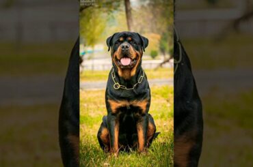 are rottweiler dogs dangerous