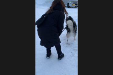 #shorts 路面凍結で犬ぞり気分🐶ハスキー犬とママ雪道散歩