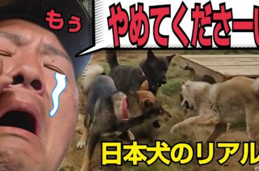 【SPな飼い主】と世紀末【日本犬】#日本犬物語 #日本犬 #甲斐犬 #四国犬