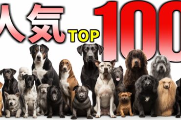 【最新】人気犬種ランキングTOP100オーバー！（JKC年間犬籍登録頭数）【2023年発表　2022年データ集計】