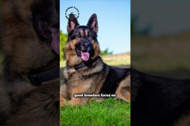 Looking For A German Shepherd Dog🐕‍🦺? Check Out These Breeders!