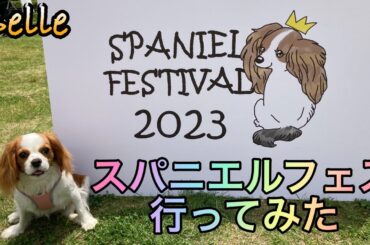 【ドッグフェス】スパニエルフェスティバル2023【字幕ON】│キャバリア ベル Belle