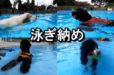 【ラム＆ピコ】4犬4様！泳ぎ納め【あずき・大福・ラム・ピコ】