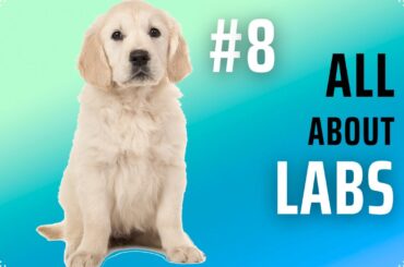 8 Unlocking the Mysteries of Golden Labs! 🐕✨ #dogfacts #dog #puppyvideos #puppy #cutepets  #doglife