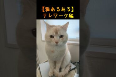 【猫あるある】テレワーク編vol.1