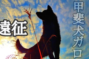 【甲斐犬】ガロと静岡遠征#日本犬 #甲斐犬#狩猟
