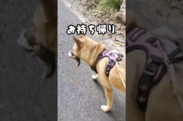 猟犬が鳥を捕獲 #日本犬 #猟犬 #本能