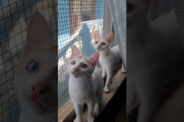Experience Pure Cuteness with an Adorable Mother Cat and Her Gorgeous Son