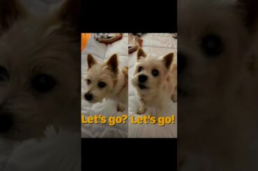 Compilation #1 of Dog Reacting to “Let’s go (for a walk)?”