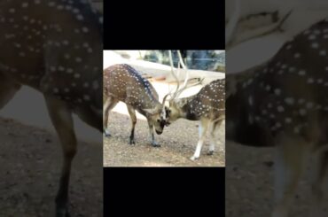 Deer Fighting😳🤯In Mumbai Zoo Rani Baug #viral #viralvideo #youtubeshorts #mumbai #zoo #deer