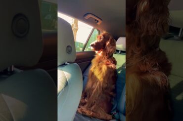 Irish Setter in Car 👑👑👑 #dog #irishsetter