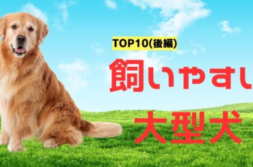 【大型犬初心者ガイド】飼いやすいトップ10犬種ランキング(後編)