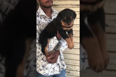 Top quality Rottweiler puppy available for sale💯❤‍🔥 #rottweiler #puppy #shorts