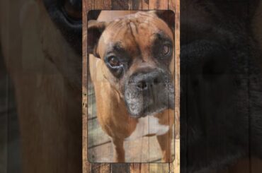Boxer, Breed Spotlight Shorts #doglover #canineenrichment #dog #caninebehavior #pets #puppy
