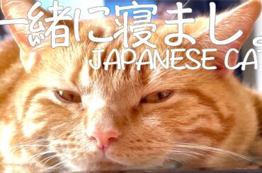【猫log #19 】猫ちゃん見ながら睡魔に襲われよう。LET'S SLEEP TOGETHER WHILE WATCHING JAPANESE CATS.