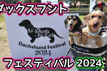 ダックスフントフェスティバル2024に、今年も参加した岐阜犬の【ミニチュアダックスフンド】こもれび森のイバライド