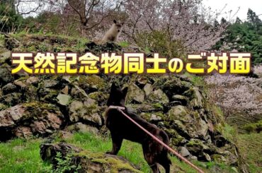 甲斐犬が天然記念物仲間のニホンカモシカとご対面-和歌山県にも生息するのんびりおっとりさん　甲斐犬いち