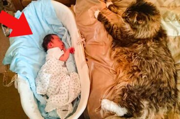 When His Owners Welcomed a New Baby, How This Maine Coon Cat Reacted Will Amaze You!