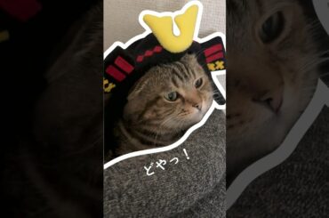 🎏将軍 茶黒丸 shogun cat🐈🧩#猫 #cat #shorts #こどもの日