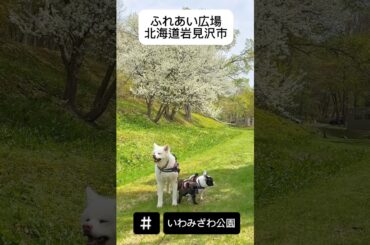 秋田犬TAMと散歩：いわみざわ公園、ドッグランも併設