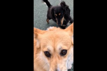 積極的なミニチュアダックスと弱気なコーギー / Aggressive miniature dachshund and bearish corgi #コーギー #サクラ #sakura
