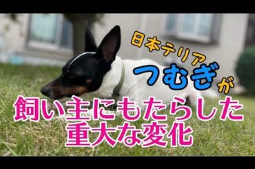 『日本テリア』つむぎが飼い主にもたらした重大な変化～今回は、つむぎをお迎えしたら、脱サラ＆移住してしまった飼い主について動画にまとめました