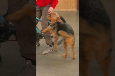 Baby Baby Airedale Dog "Miley" 9 Mo's Fun Happy Home Raised Family Personal Protection Safe Security