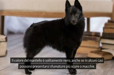 Schipperke:👉 Tutto quello che Devi Sapere su questa Affascinante Razza Canina