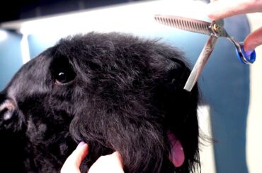 Grooming a Beautiful Kerry Blue Terrier *hairstyle with scissors*