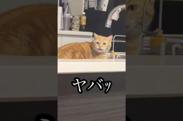 ヤバｯ 猫 イタズラ cat アメショ うめ