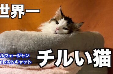 世界一★チルい猫【ノルウェージャンフォレストキャット】