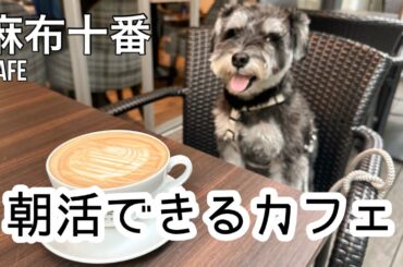 【麻布十番カフェ】犬の身体に悪いお花？！お散歩で見つけたミニチュアシュナウザー