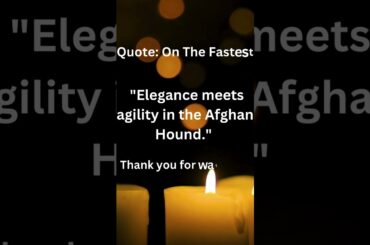 #shorts Quote: On The Fastest Dog   "Elegance meets agility in the Afghan Hound."