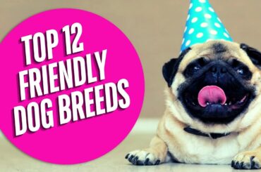 Top 12 Friendly Dog Breeds for Families | Pet Pals