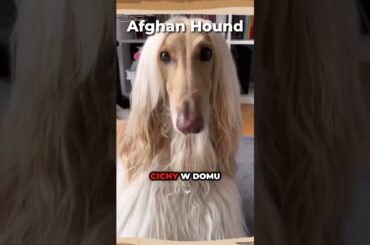 Afghan Hound🐕#afganistan #hound #hounddog #hounds #niemiecki  #dog #owczarek #doberman #rasa #husky