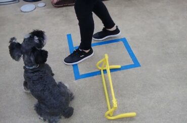 犬の幼稚園 レオンくんとトレーニング