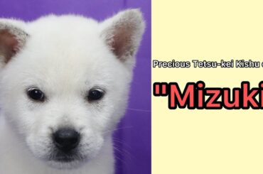Precious Tetsu-kei Kishu dog "Mizuki”